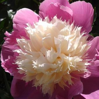 Paeonia lactiflora 'Bowl of Beauty'