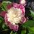 Paeonia lactiflora 'Bowl of Beauty'