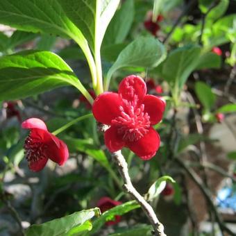 Schisandra rubriflora