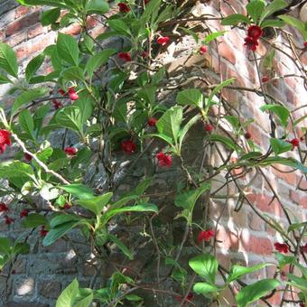 Schisandra rubriflora