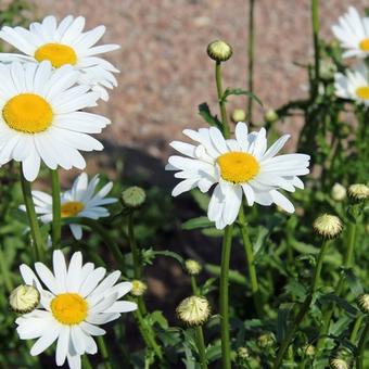 Leucanthemum vulgare 'Maikonigin'