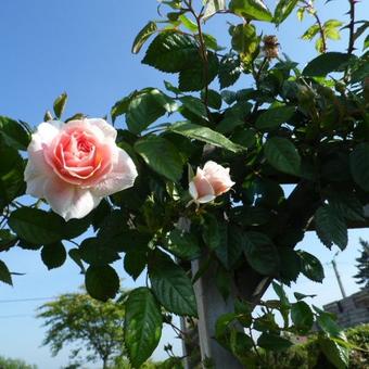 Rosa 'Kir Royal'