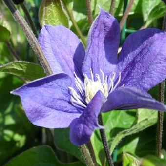 Clematis integrifolia  'Arabella'