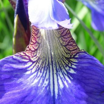 Iris sibirica