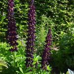 Lupinus polyphyllus 'Witchet' - Lupinus polyphyllus 'Witchet'