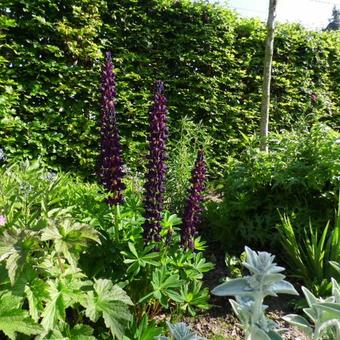 Lupinus polyphyllus 'Witchet'