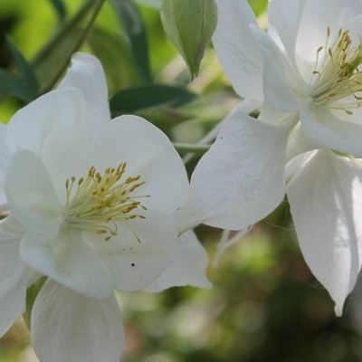 Aquilegia 'Kristall' - 