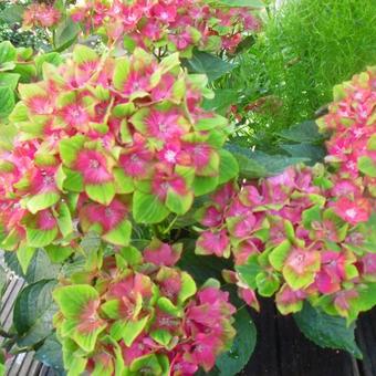 Hydrangea macrophylla 'MAGICAL Ocean'