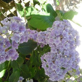 Hydrangea macrophylla 'Together'