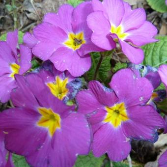 Primula obconica