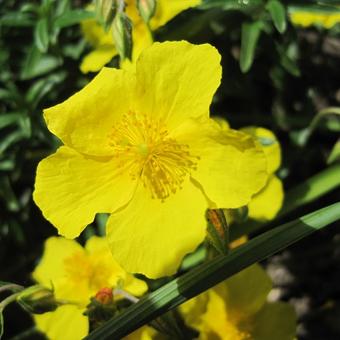 Helianthemum 'Golden Queen'