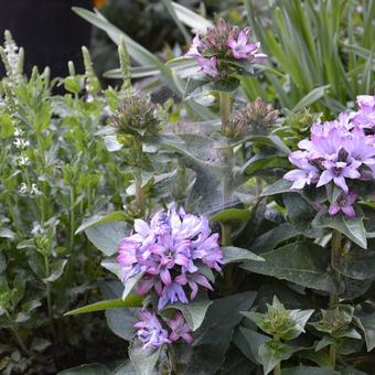 Campanula glomerata 'Caroline'