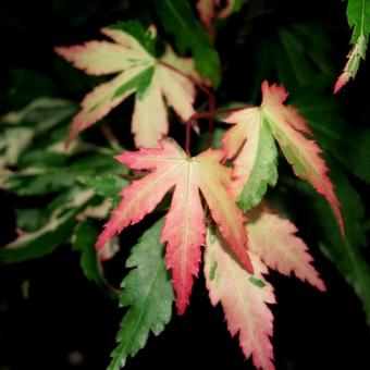 Acer palmatum 'Kasen-nishiki'