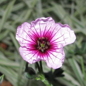 Geranium cinereum 'Tumbling Heart'