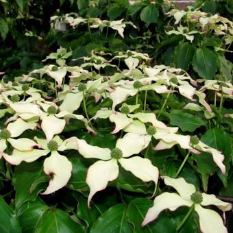 Cornus kousa var. chinensis