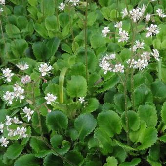 Saxifraga x urbium