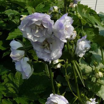 Campanula persicifolia 'La Bello'