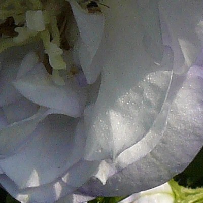 Campanula persicifolia 'La Bello' - 