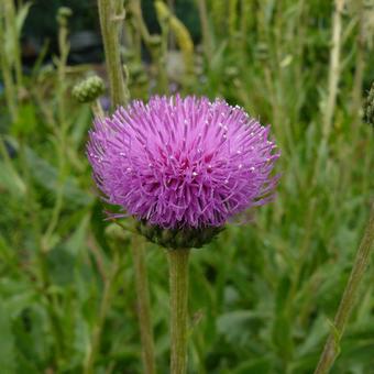 Cirsium canum