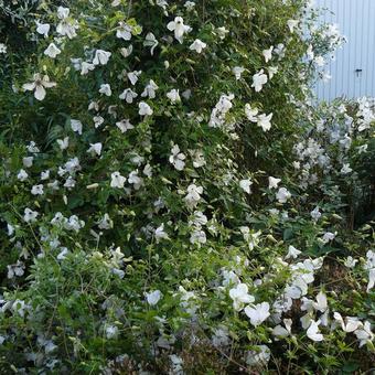 Clematis viticella 'Alba Luxurians'