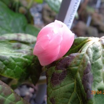 Podophyllum hexandrum