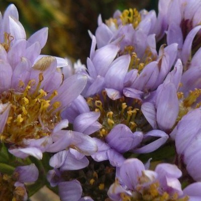 Aster tataricus 'Jindai'