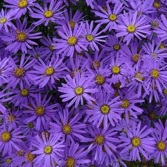 Aster tongolensis 'Berggarten'