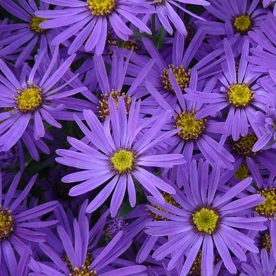 Aster tongolensis 'Berggarten'