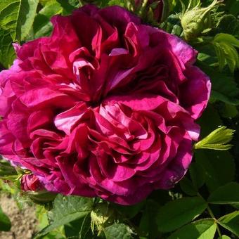 Rosa 'Charles de Mills'