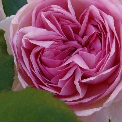 Rosa 'Geoff Hamilton' - 