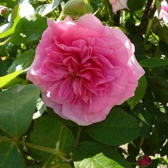 Rosa 'Gertrude Jekyll'