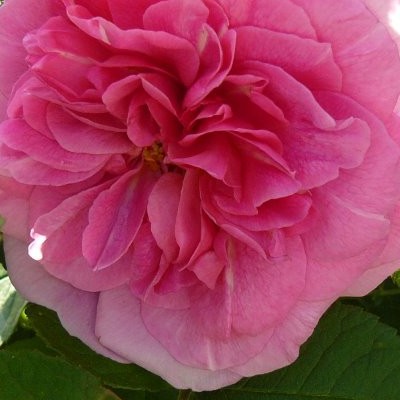 Rosa 'Gertrude Jekyll' - 