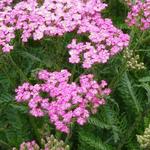 Achillea millefolium 'Pretty Belinda' - 