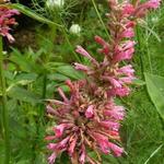 Agastache barberi 'Tutti-Frutti' - 