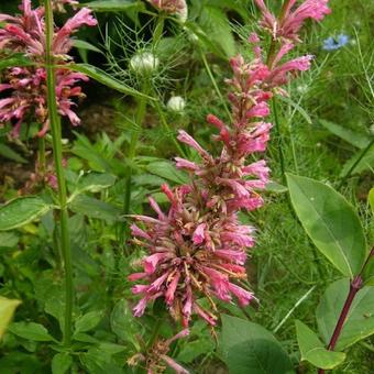 Agastache barberi 'Tutti-Frutti'