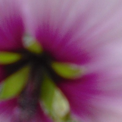 Lavatera maritima - Lavatera maritima