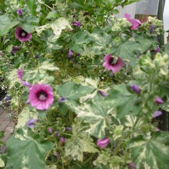 Lavatera arborea 'Variegata'