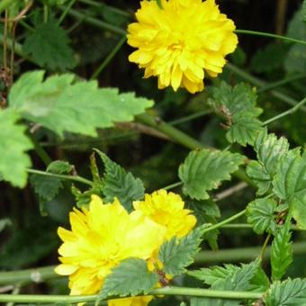 Kerria japonica 'Pleniflora'