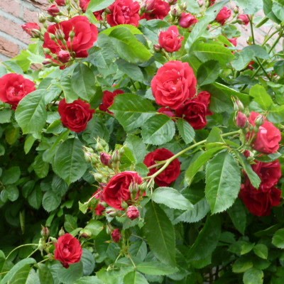 Rosa 'Amadeus' - 