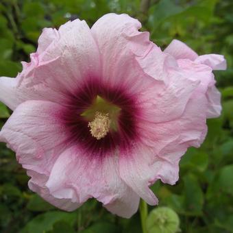 Alcea rosea