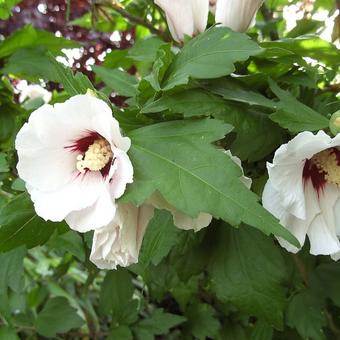 Hibiscus syriacus ’Red heart’