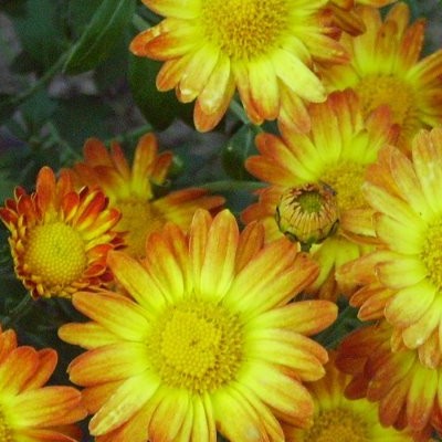 Chrysanthemum indicum 'Dernier Soleil' - Chrysanthemum indicum 'Dernier Soleil'