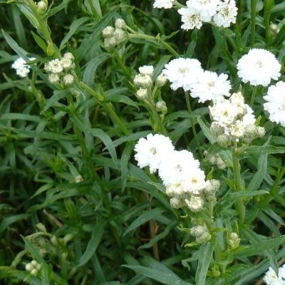 Achillea ptarmica 'The Pearl'