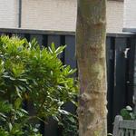 Platanus  'Alphens Globe' - 