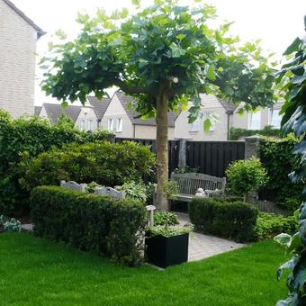 Platanus  'Alphens Globe'