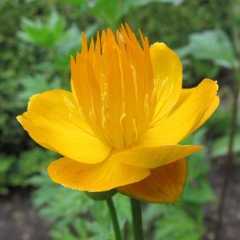 Trollius chinensis 'Golden Queen'