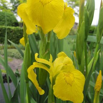 Iris pseudacorus