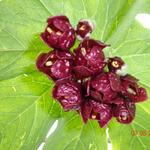 Podophyllum pleianthum - Dysosma pleiantha