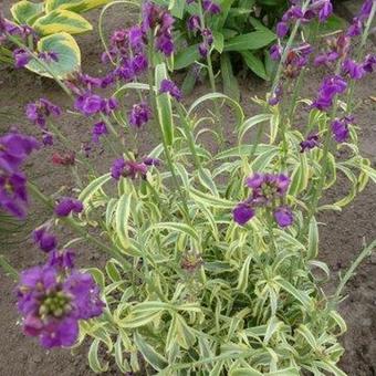 Erysimum linifolium 'Variegatum'