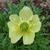 Papaver nudicaule 'Pacino'